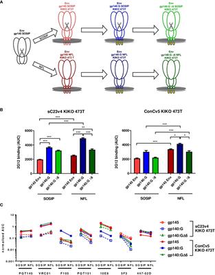 Potency and durability of T and B cell immune responses after homologous and heterologous vector delivery of a trimer-stabilized, membrane-displayed HIV-1 clade ConC Env protein